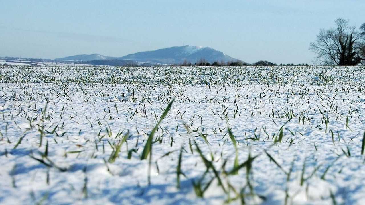Як зимують озимі культури